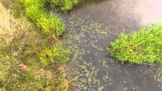 Practicing Low Level FPV Flight - 3DR Y6