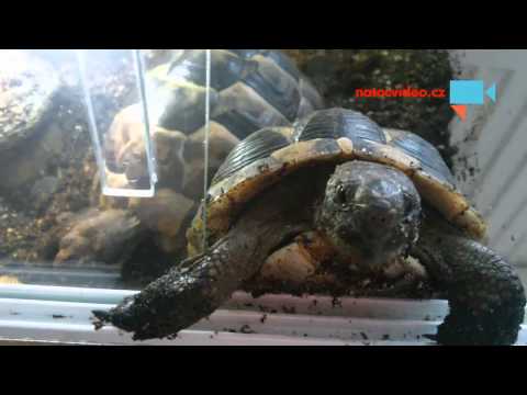 Video: Razorback pižmo korytnačka