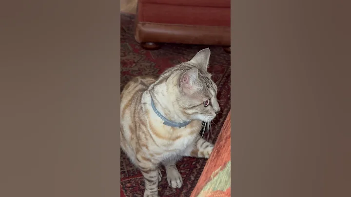 Video 8620871: cutecat bengal, bengal catlover, bengal kitty, tiger