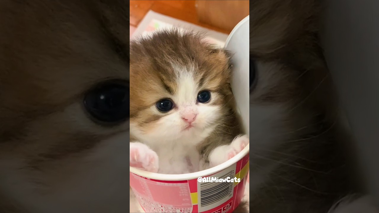 Adorable Kitten Hiding in a Ramen Cup 😻💕