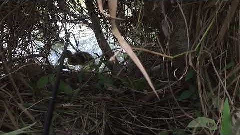 Câu cá lóc bằng vịt ổ trứng vàng tươi tiếp tục ở cái lổ thần thánh tập 1