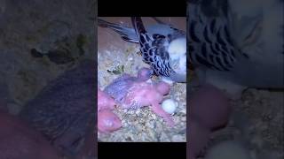 bodri bird breeding #birds #lovebirdsfarming #parrot #breedingpair #trending #trendingshorts