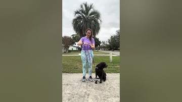 Multi function leash