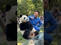 大白這小pose擺得也太會了!拍照小能手實錘🐼 大白這小pose擺得也太會了吧~ 一看就是愛拍照的小傢伙! #熊貓#大熊貓 #來這吸熊貓 #熊貓合影 #熊貓飼養員