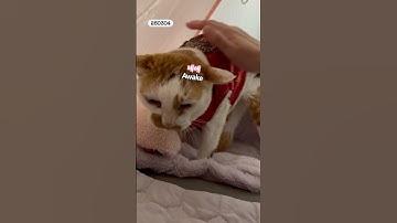 21세 노묘 메소_고양이도 가끔 목소리 쫀득해짐_ Sometimes, a cat’s voice gets a bit stick #cat