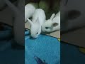 CUTE LITTLE BABY RABBITS AVENGERS!! 😍😍😍🤩🤩