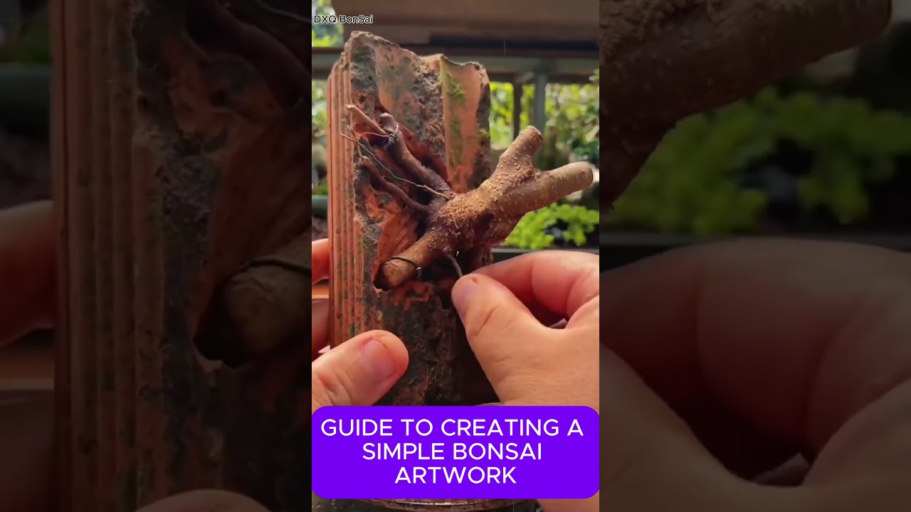 Transforming a Wild Wall Grown Tree into a Beautiful Bonsai Artwork