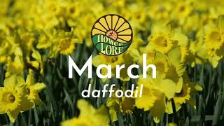 March Birth Flower:  Daffodil March Flower Jonquil
