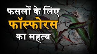 Phosphorus का महत्व | फसलों के लिए क्या है फॉस्फोरस का महत्व | Importance Of Phosphorus