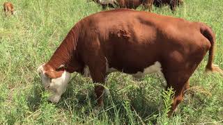 Mob grazing mini Herefords