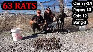 Dogs Demolish 63 Rats!