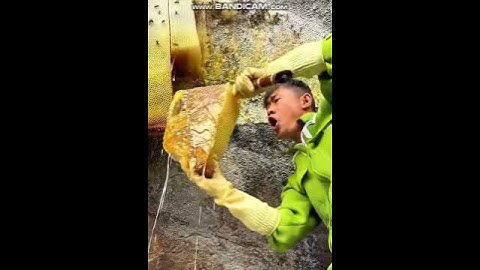 The Full Process of Harvesting Pure Natural Honey: Experience the Hard Work!