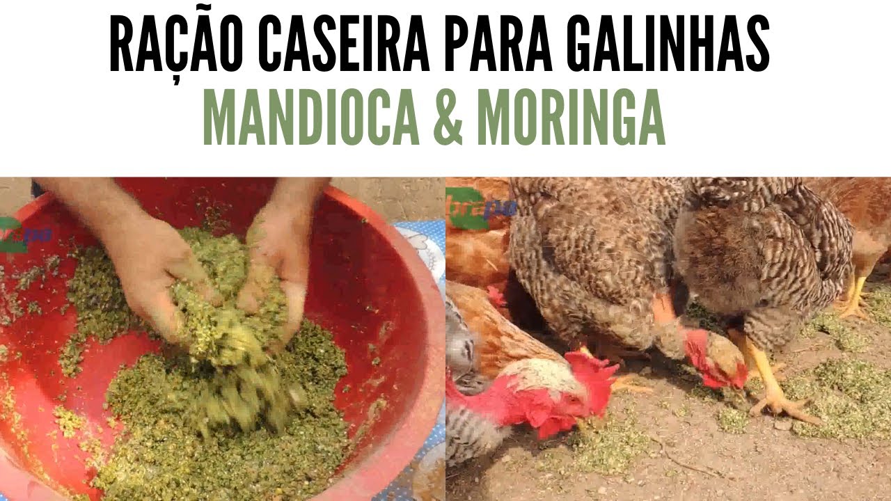 Mandioca e Moringa na Ração Caseira Para Galinhas