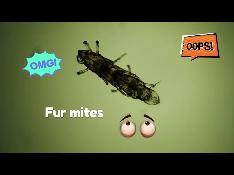 Video: Mga Fur Mite Sa Guinea Pigs