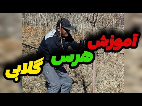 اگر گلابی داری این هرس یاد بگیر