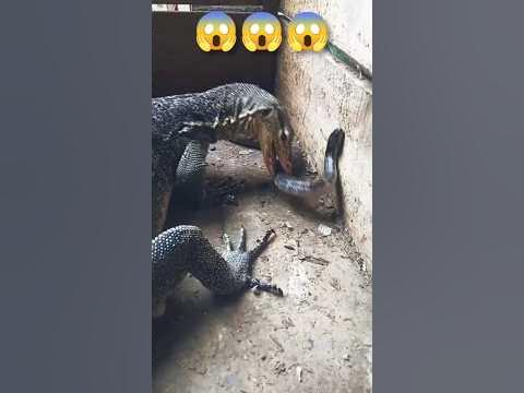 KOMODO DRAGON VS KING COBRA REAL FIGHT #SHORTS #WILDLIFE - YouTube