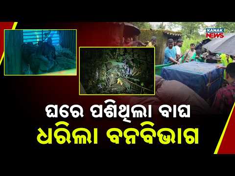 ଘରେ ପଶିଥିଲା ବାଘ ଧରିଲା ବନବିଭାଗ Mayurbhanj Tiger Rescue | Tiger Captured After Entering House