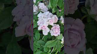 Download Lagu Новинка в моём Саду  Плетистая ,Роза \ MP3