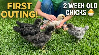 From Fox Attack Survivors to First Outing! 2 Week Old Chicks 🐣 