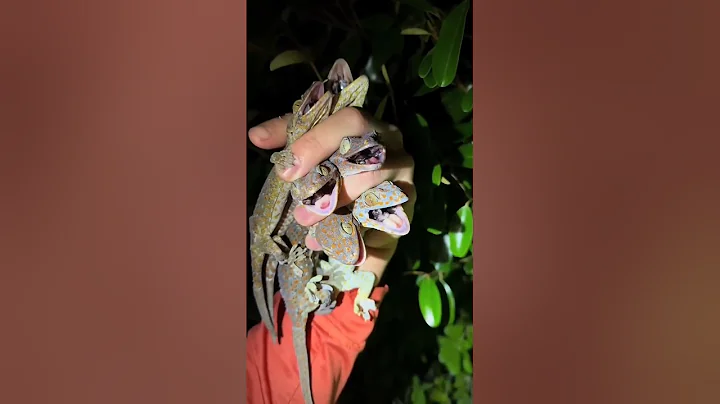 I got yoinked #snake#youtube#viral#wildlife#animals#alligator#everglades#crocodile#crazy