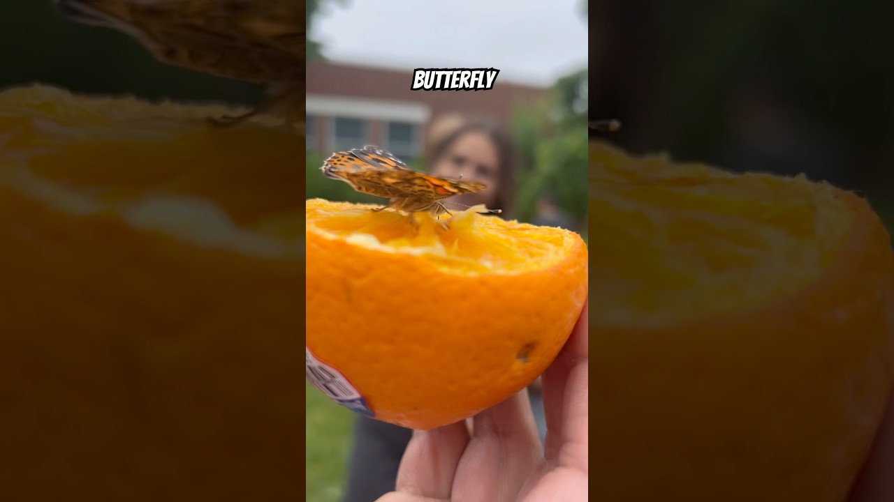 Butterfly drinking juice from an orange 
