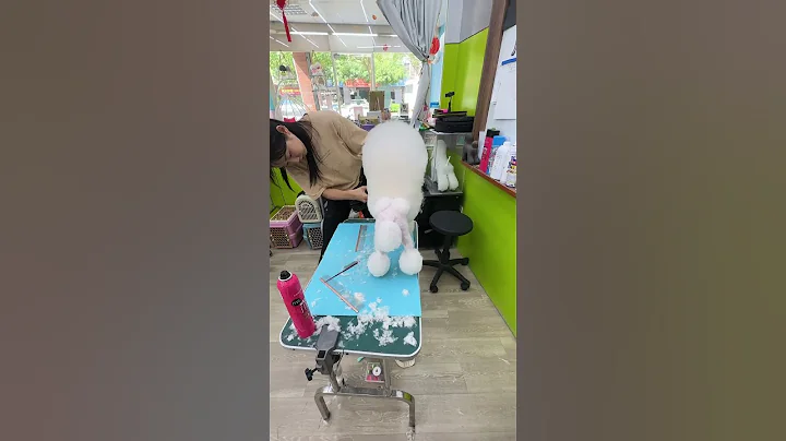 #宠物美容师梦工厂 #A级课程 从Second puppy 改欧陆的 #贵宾犬！ - 天天要闻