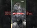 Breakfast on a Rainy Morning【東山動物園ゴリラ】 #gorilla #shabani #kiyomasa