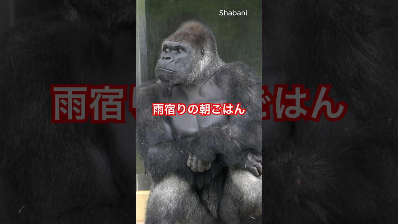 Breakfast on a Rainy Morning【東山動物園ゴリラ】 #gorilla #shabani #kiyomasa