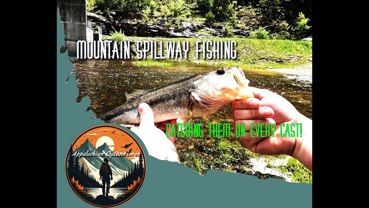 Catching Fish Non Stop! Bass at a Mountain Spillway