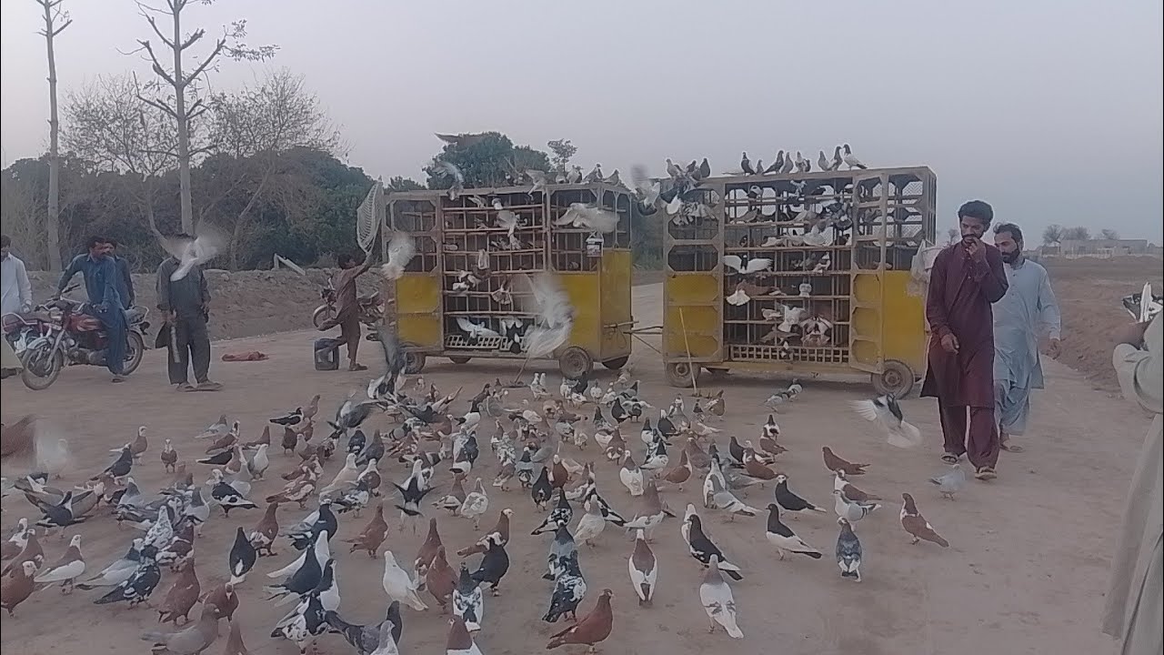 Day 3 , 800+ kabutaro ka Shok krain| Ch Junaid pegions|