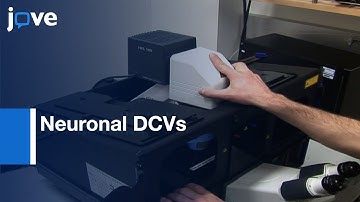 Super-resolution Imaging of Neuronal DCVs | Protocol Preview