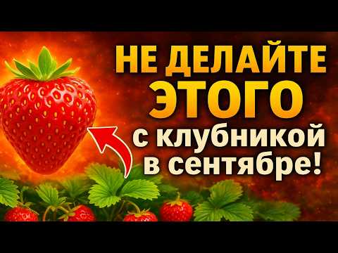 DON T DO THIS With Strawberries In September The Main Mistake That Will Deprive You Of Your Ha 