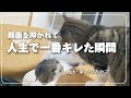 【しゃべる猫】ついにブチギレた猫