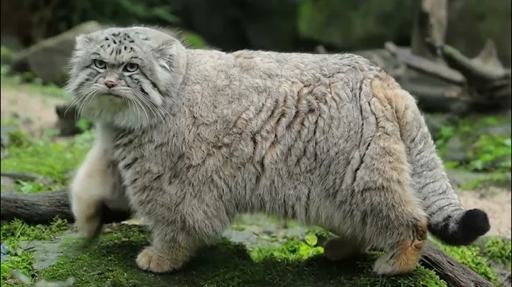 Watch the video about Manul cat #usa #shorts #animation #ai #4k #dronefootage #exploreusa