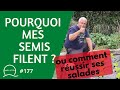 177pourquoi mes semis filent ou comment russir ses salades