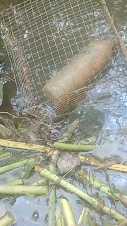Often Caught in Traps! This Rough-Scaled Snake Will Give You the Shivers!