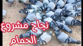 ازاى اكسب فلوس شهريا من تربية الحمام؟& اى هى اهم الطرق الحديثة للربح من مشروع الحمام؟دراسة جدوى قوية