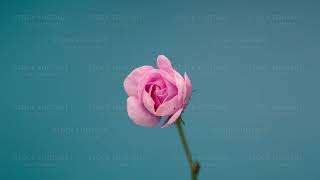 Timelapse of Blooming Pink Peony Outdoors. Flower Opening Backdrop. screenshot 5