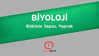 YKS Biyoloji Bitkinin Yapısı, Yaprak screenshot 4