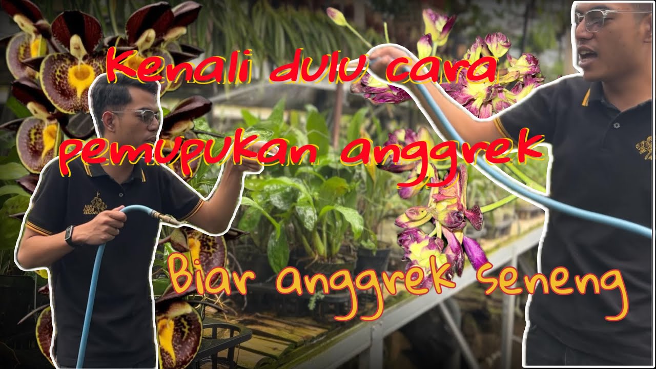 Cara Pemupukan Anggrek yang Benar 🌿 Biar Subur, Akar Sehat & Rajin Berbunga!