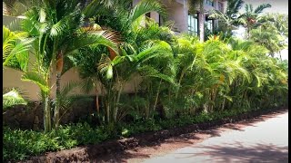 The Golden Cane Palm, Dypsis lutescens AKA The Areca Palm