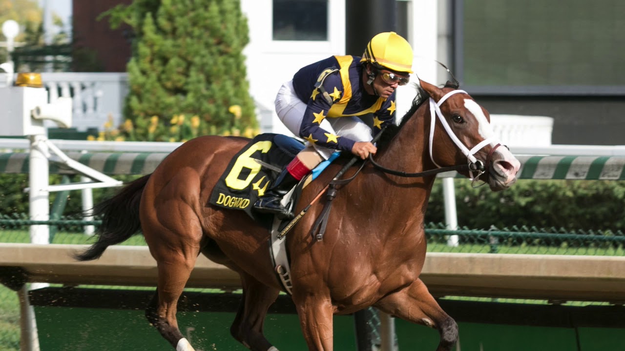 Covfefe Champion Three Year Old Filly