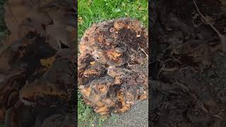 Giant Wild Mushrooms ??nature naturelovers essex uk walking fungi weird