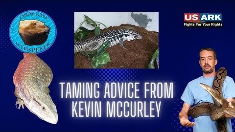 LARGE LIZARD TAMING ADVICE FROM THE OG KEVIN McCURLEY!! 🐲🐉