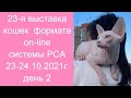 23-я выставка породистых кошек PCA 23-24.10.2021г День 2