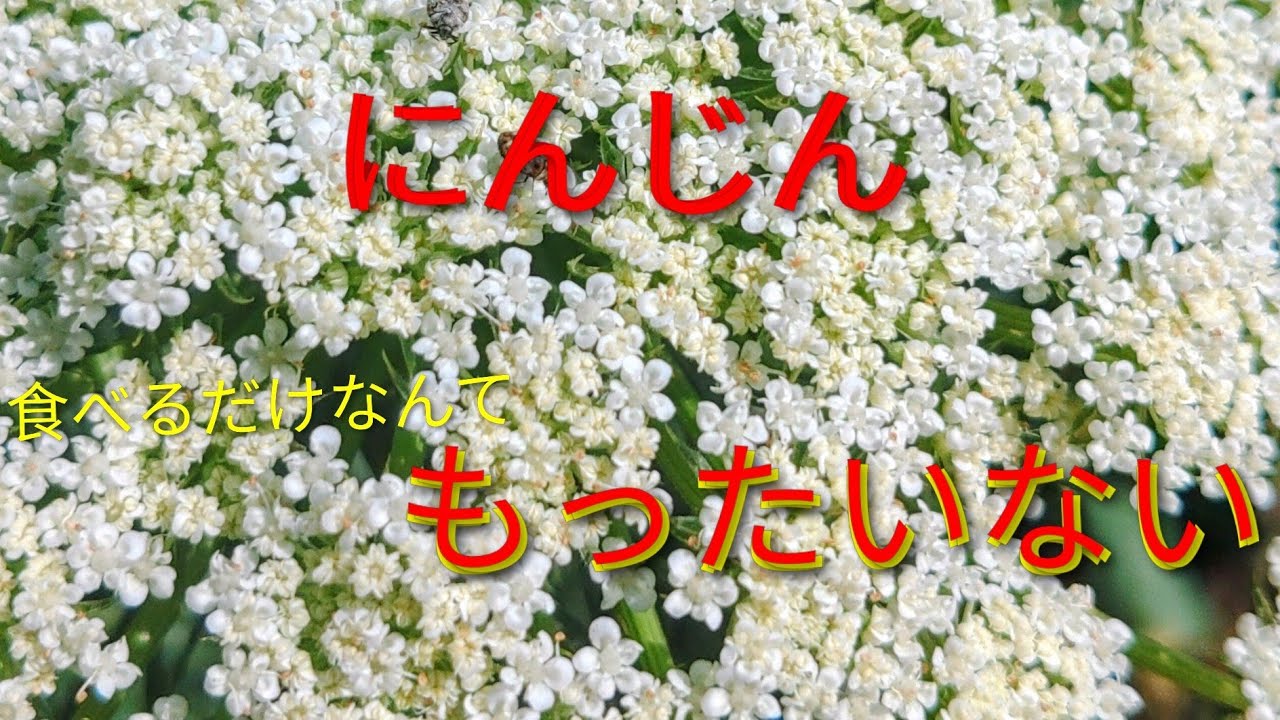 野菜の花】食べるだけじゃもったいない！にんじんの花が可愛すぎる
