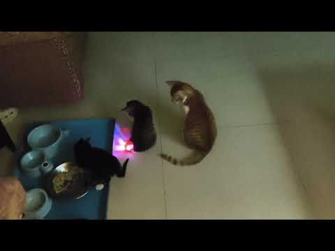 Https Www Instagram Com Meowverse By Randomgoddess Igsh BW94cTR6aXUyMHBv