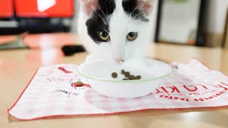 れお君夕食の様子