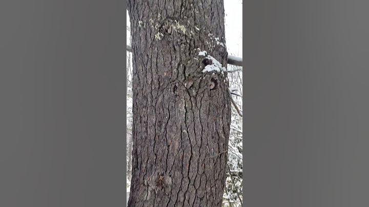 One of the biggest trees I've seen in New England #massive #tree