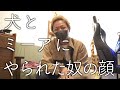 犬とミーアキャットと歌う緑の人